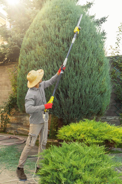 Reliable Park City, TN Tree Care  Solutions